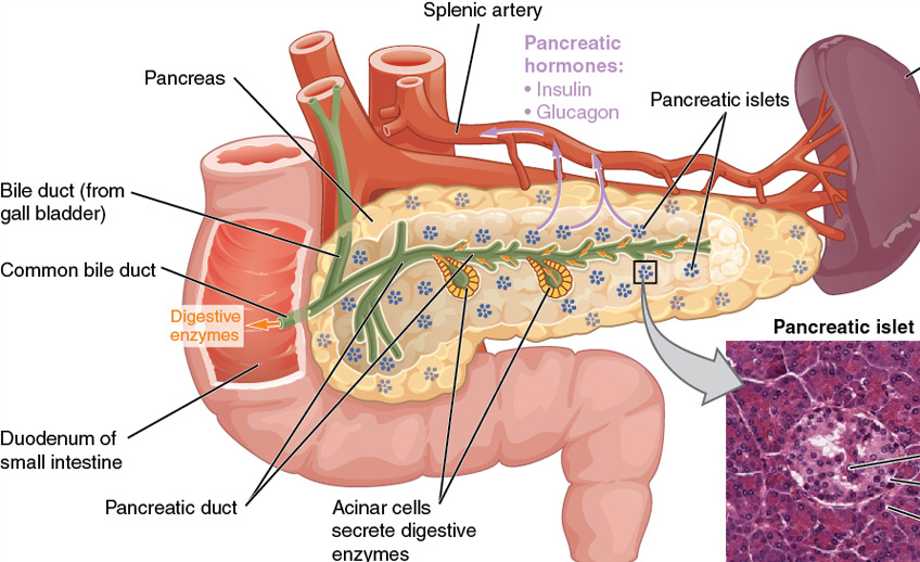 Pancreatic Disorders Diseases Orlando Gastroenterology Consultants